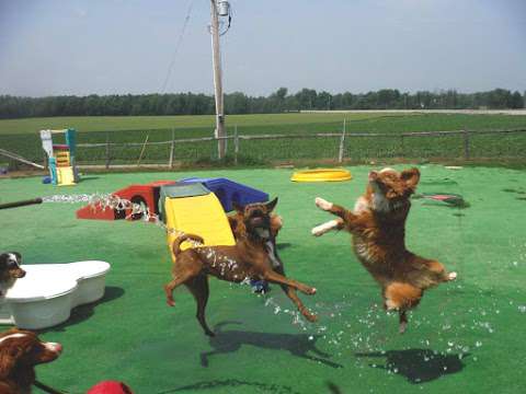 Waggs 'n Whiskers (Daycare-Kennel Free Boarding & Off-Leash Dog Parks)